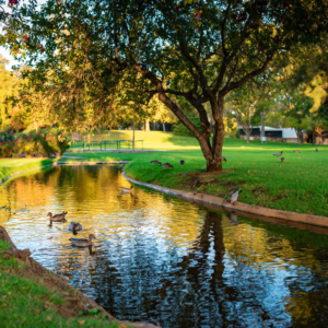 Ducks In Pond